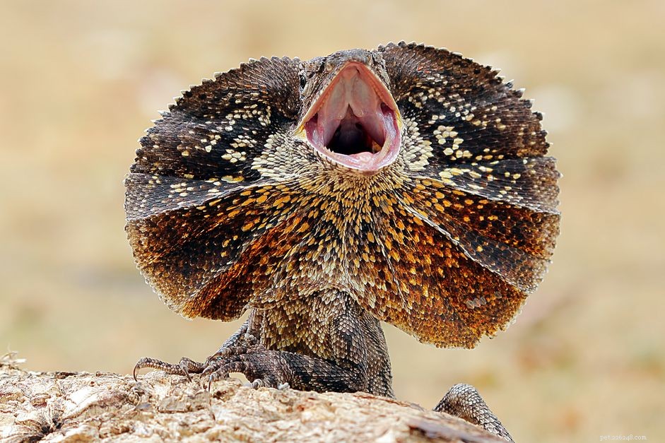 Frill‑Necked Lizards (Frilled Dragons): Comprehensive Species Guide