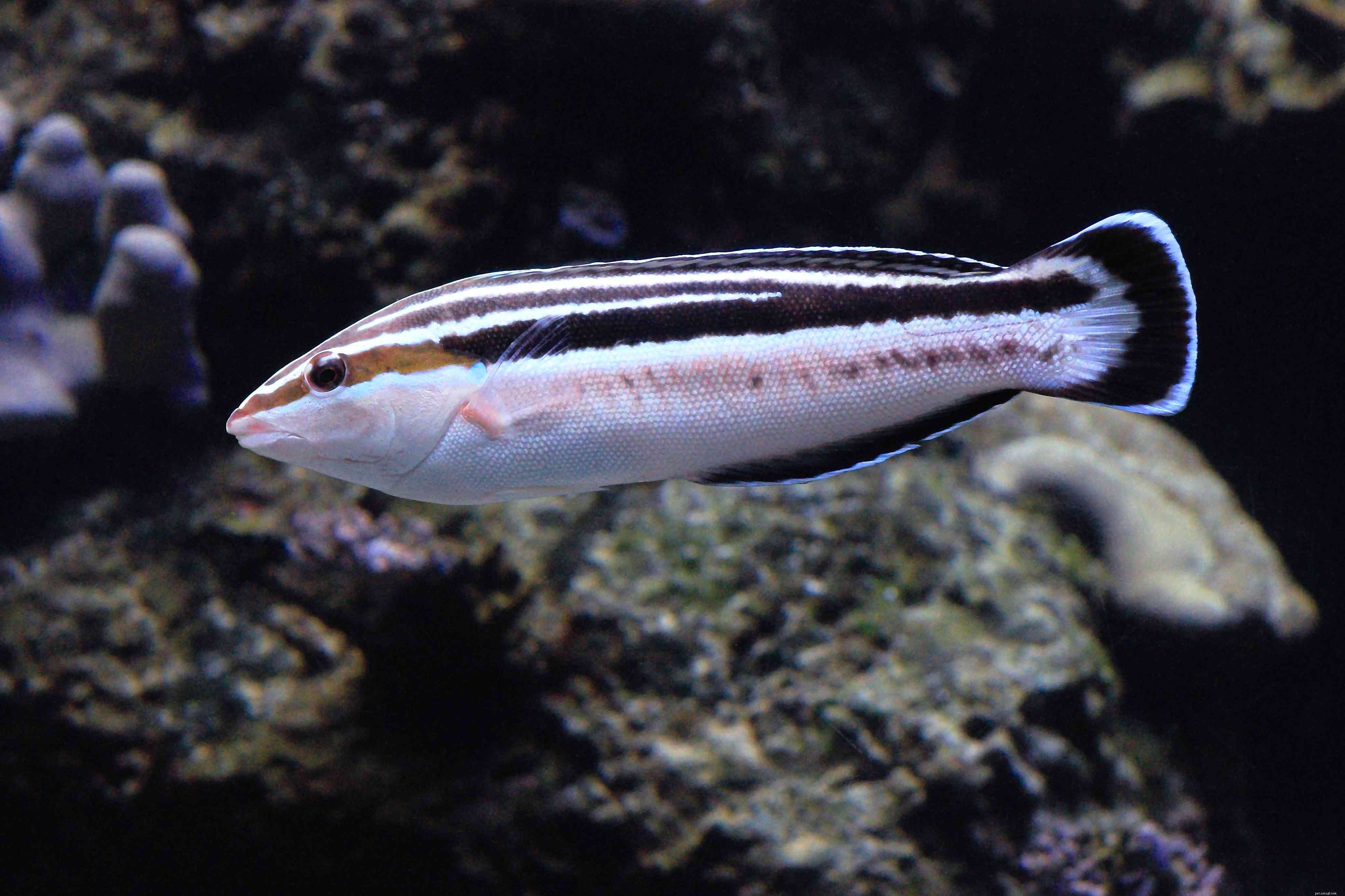 Captivating Wrasse Fish Photography & Care Guide