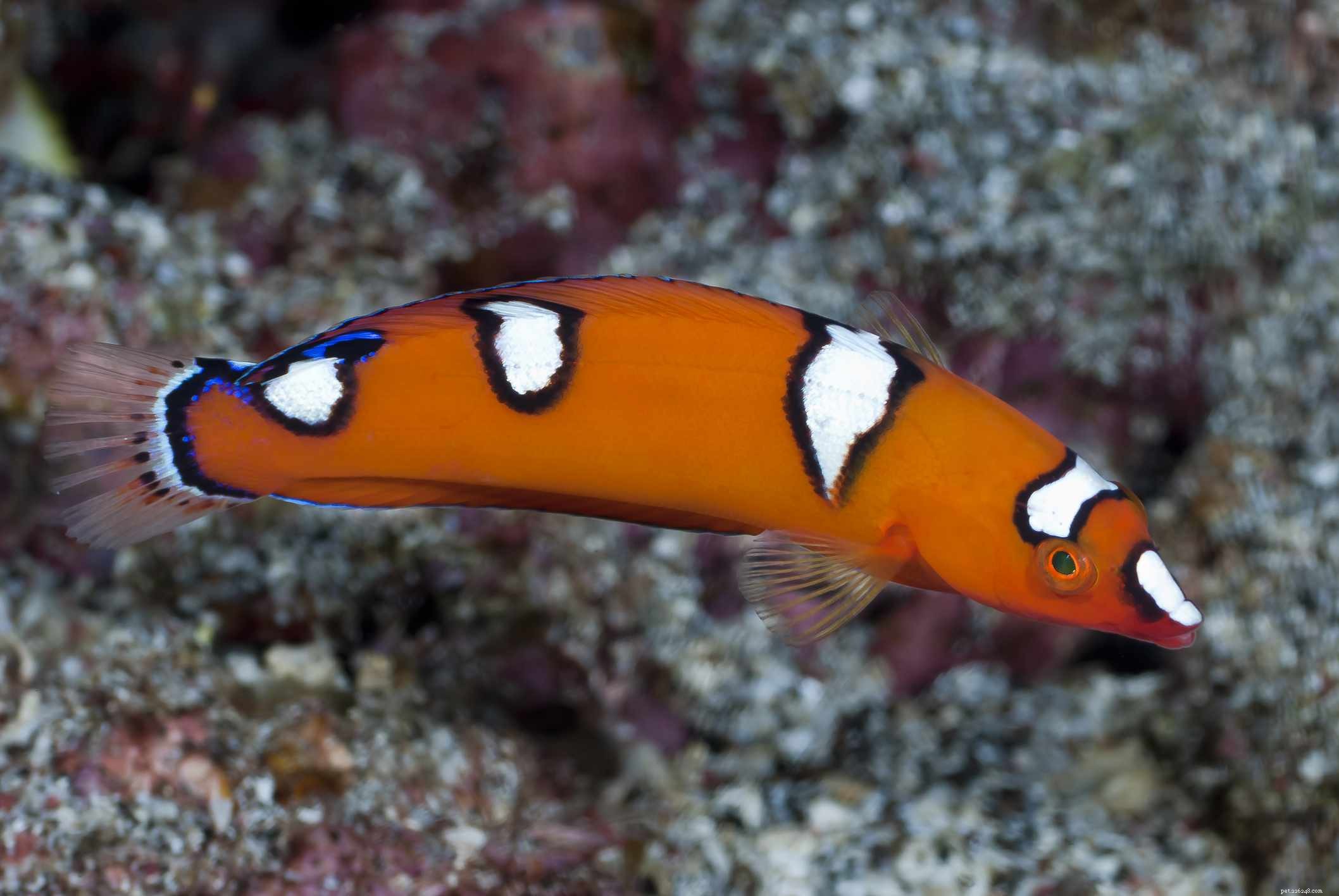 Captivating Wrasse Fish Photography & Care Guide