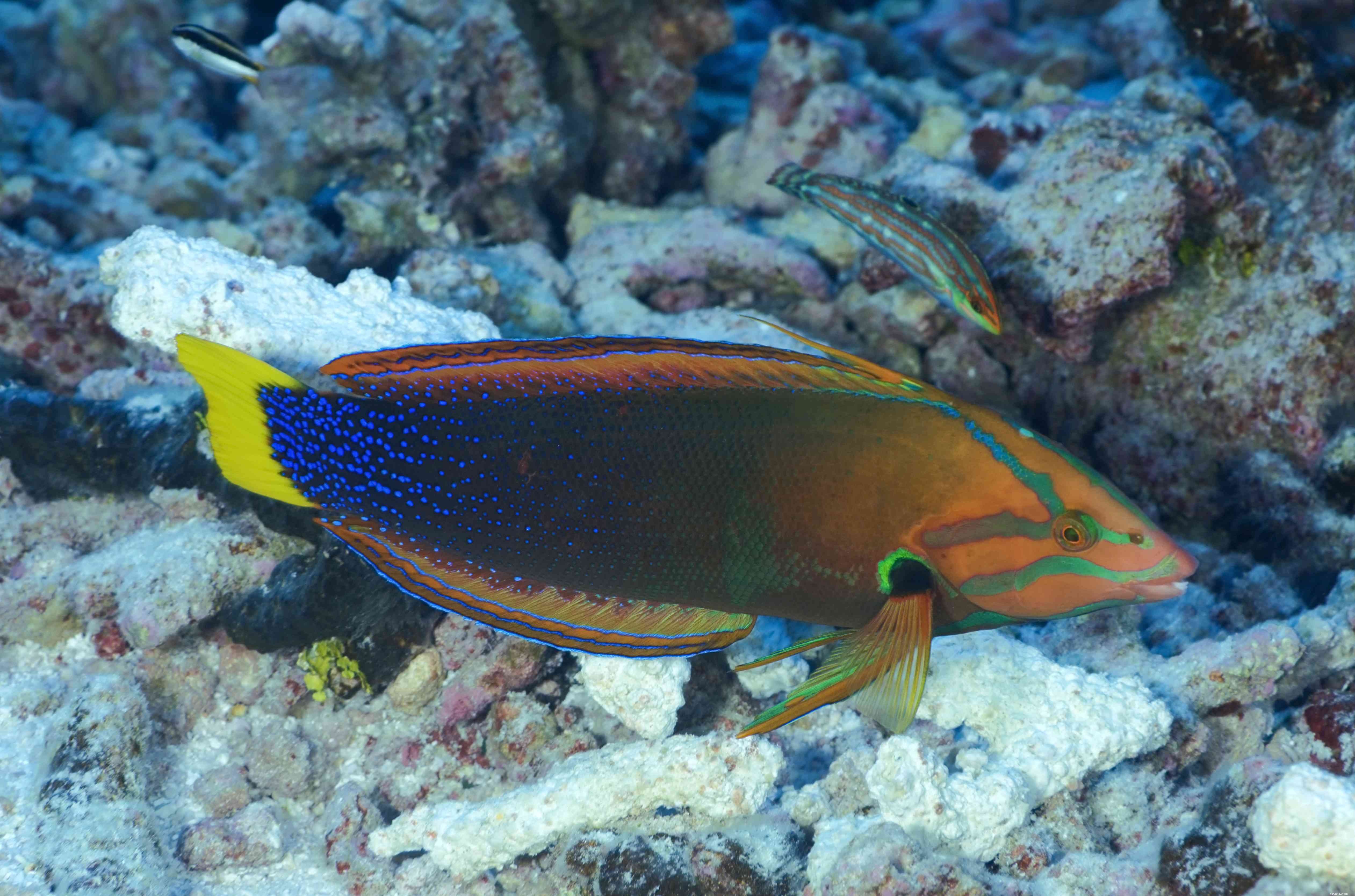 Captivating Wrasse Fish Photography & Care Guide