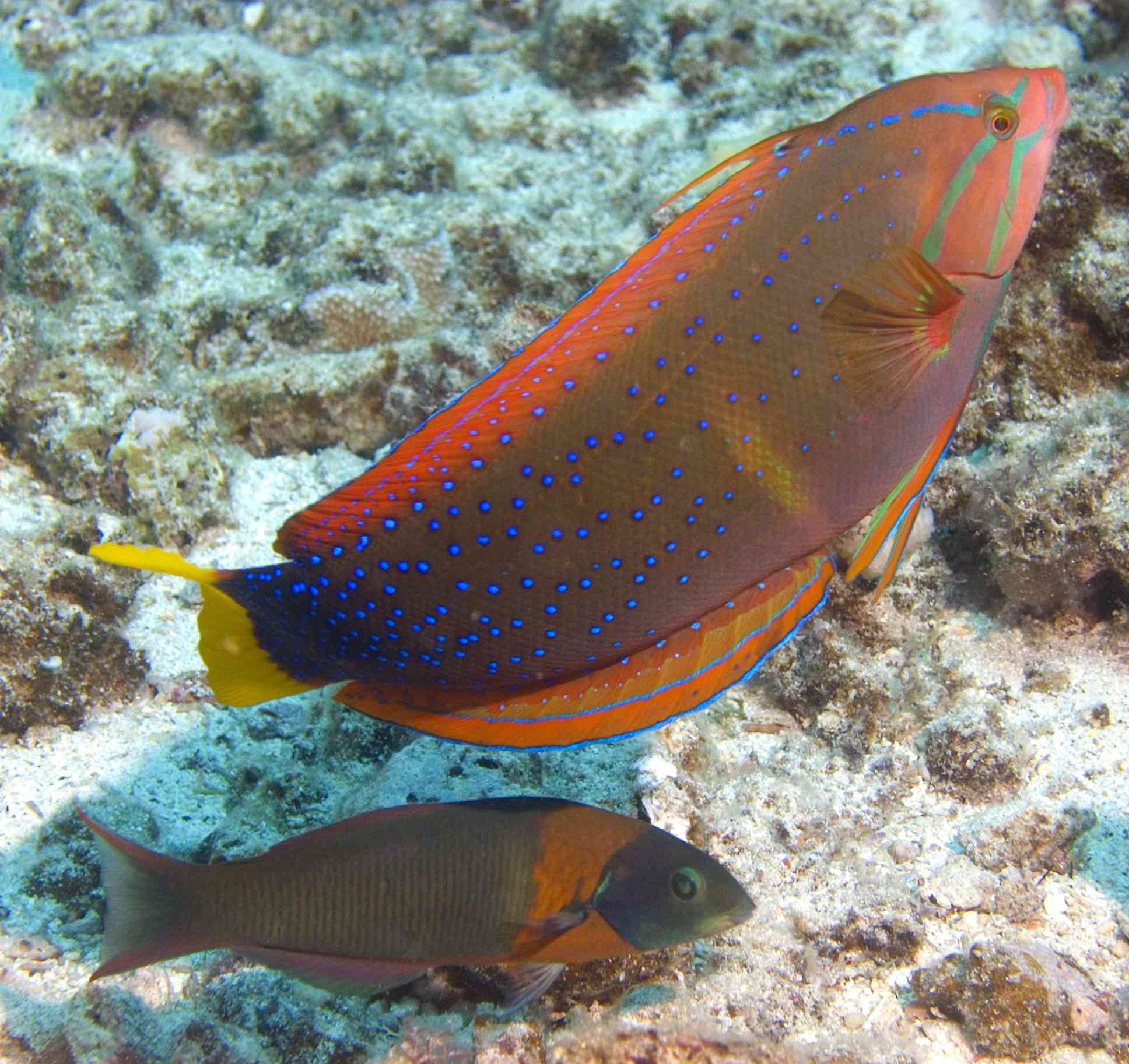 Captivating Wrasse Fish Photography & Care Guide