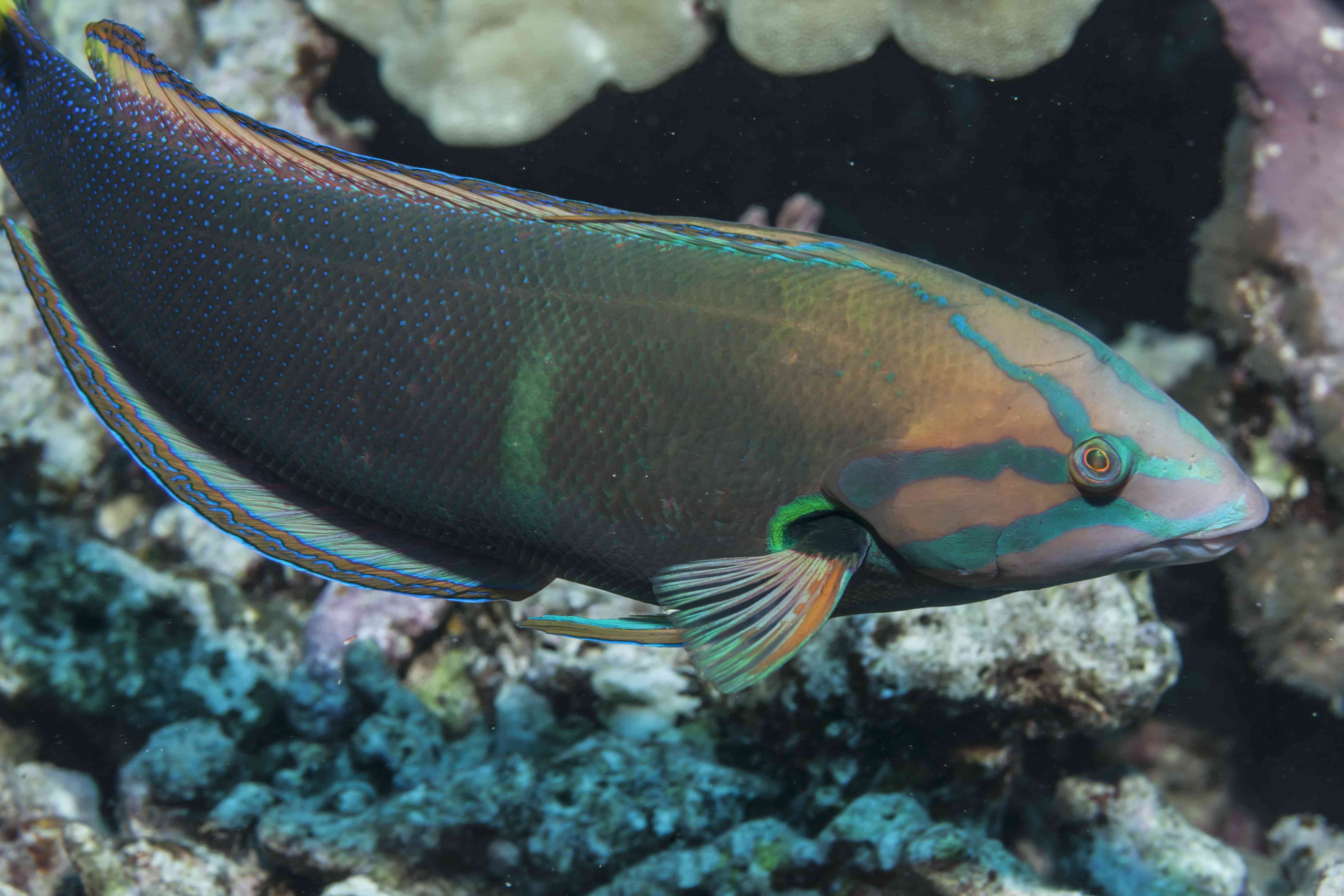 Captivating Wrasse Fish Photography & Care Guide