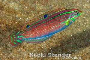 Captivating Wrasse Fish Photography & Care Guide