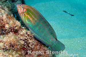 Captivating Wrasse Fish Photography & Care Guide