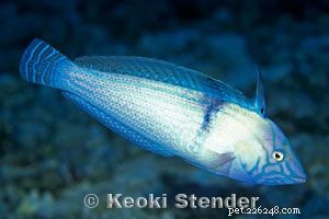 Captivating Wrasse Fish Photography & Care Guide
