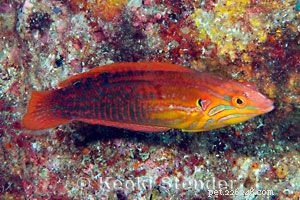 Captivating Wrasse Fish Photography & Care Guide