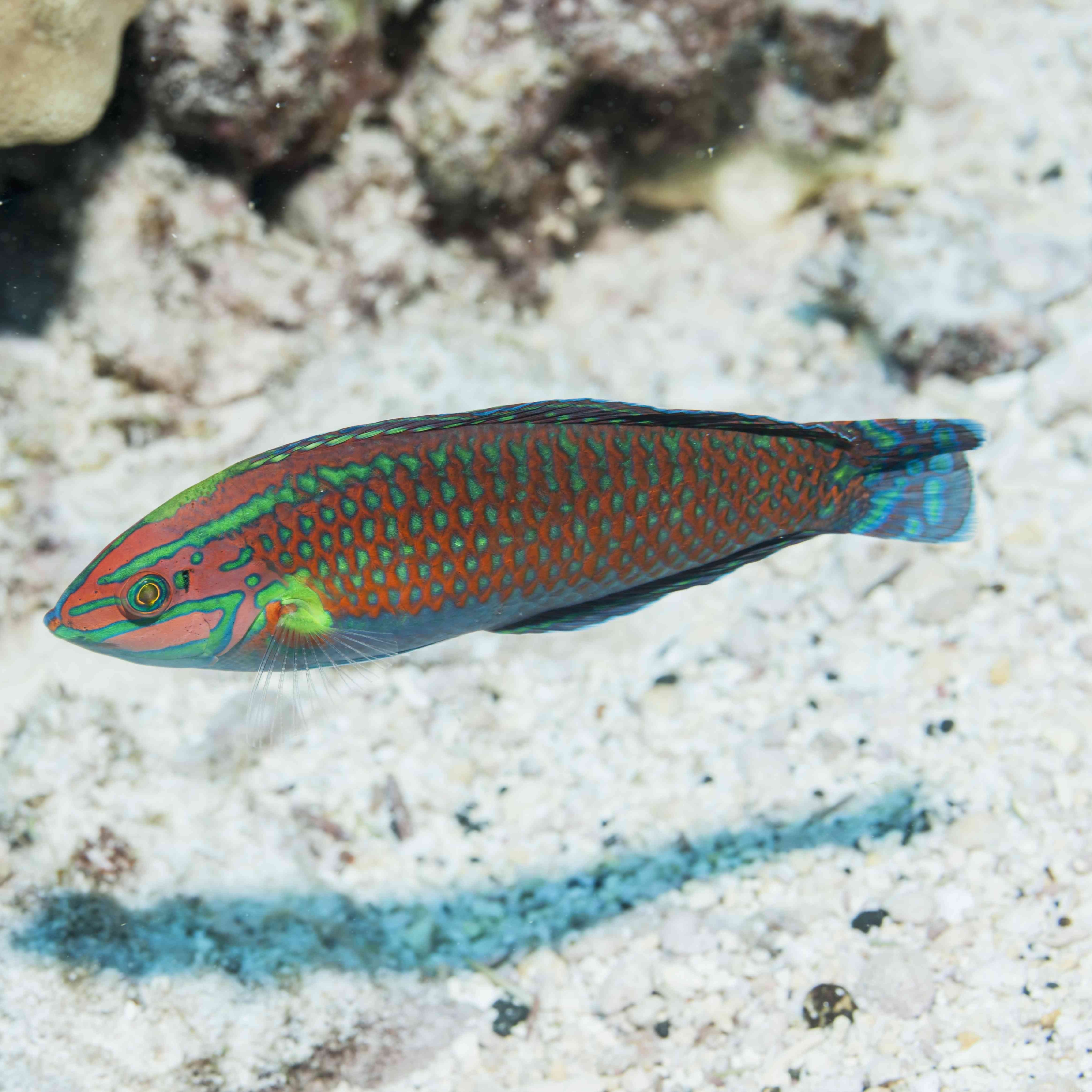 Captivating Wrasse Fish Photography & Care Guide