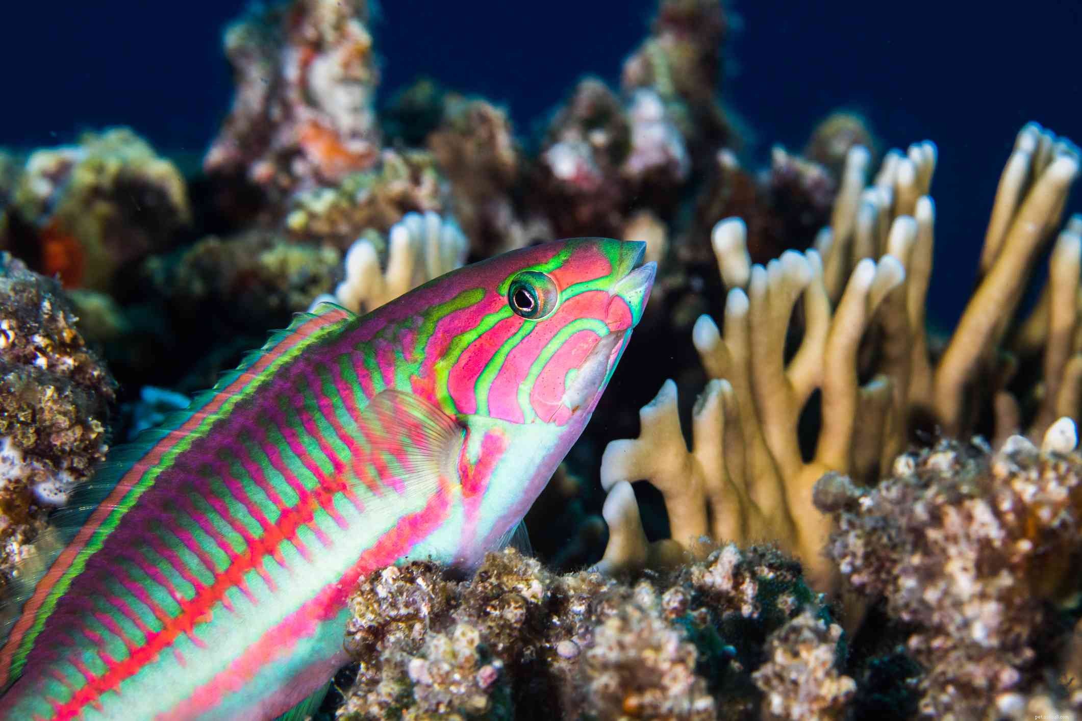 Captivating Wrasse Fish Photography & Care Guide