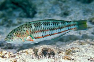 Captivating Wrasse Fish Photography & Care Guide