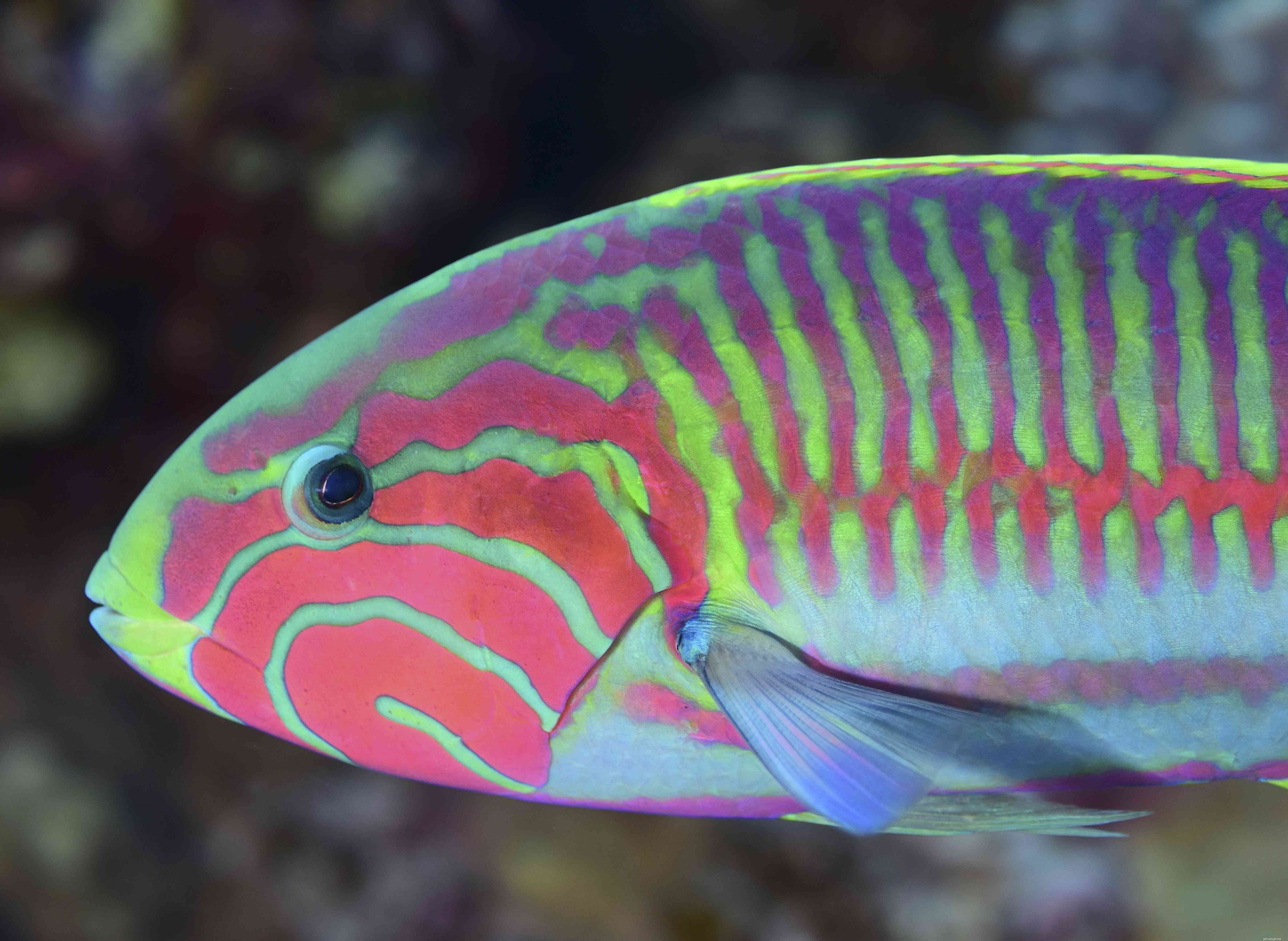 Captivating Wrasse Fish Photography & Care Guide