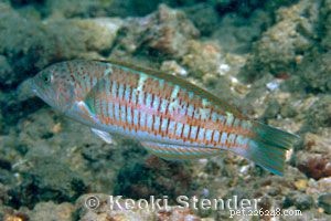 Captivating Wrasse Fish Photography & Care Guide