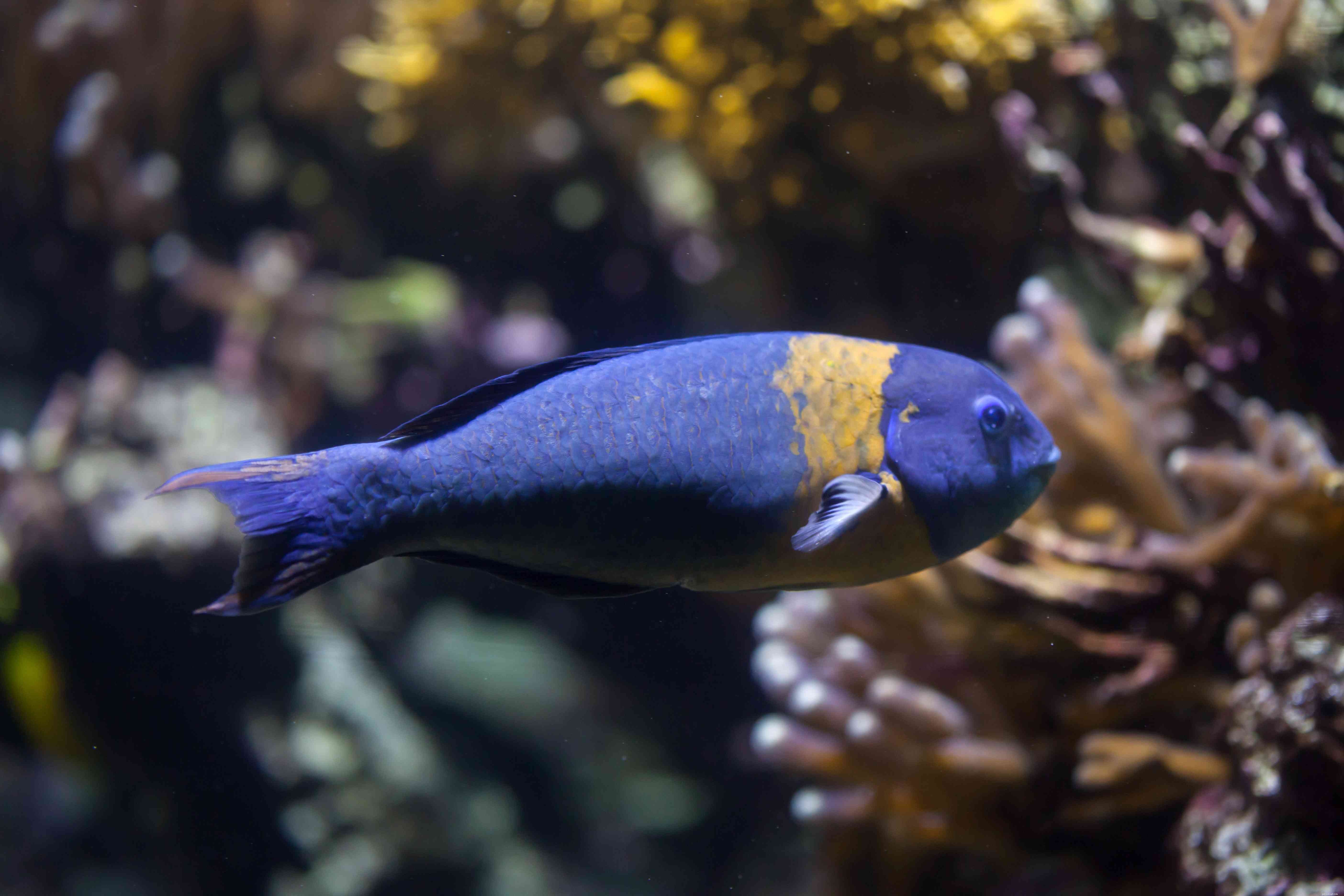 Captivating Wrasse Fish Photography & Care Guide