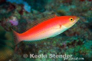 Captivating Wrasse Fish Photography & Care Guide