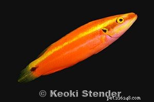 Captivating Wrasse Fish Photography & Care Guide