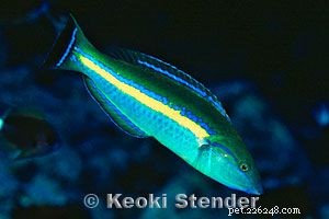 Captivating Wrasse Fish Photography & Care Guide