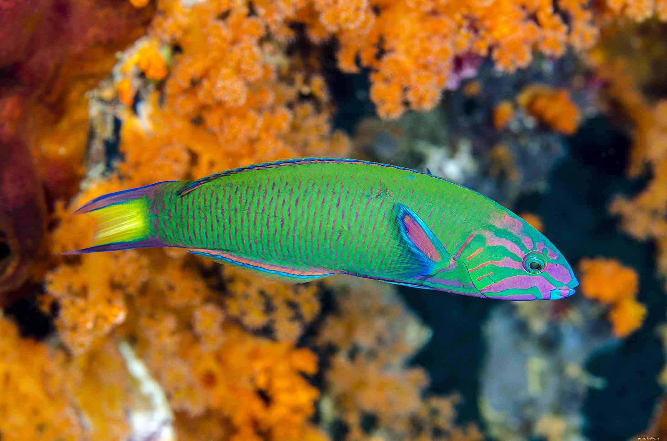 Captivating Wrasse Fish Photography & Care Guide