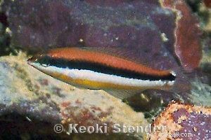 Captivating Wrasse Fish Photography & Care Guide