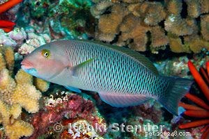 Captivating Wrasse Fish Photography & Care Guide