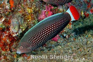Captivating Wrasse Fish Photography & Care Guide