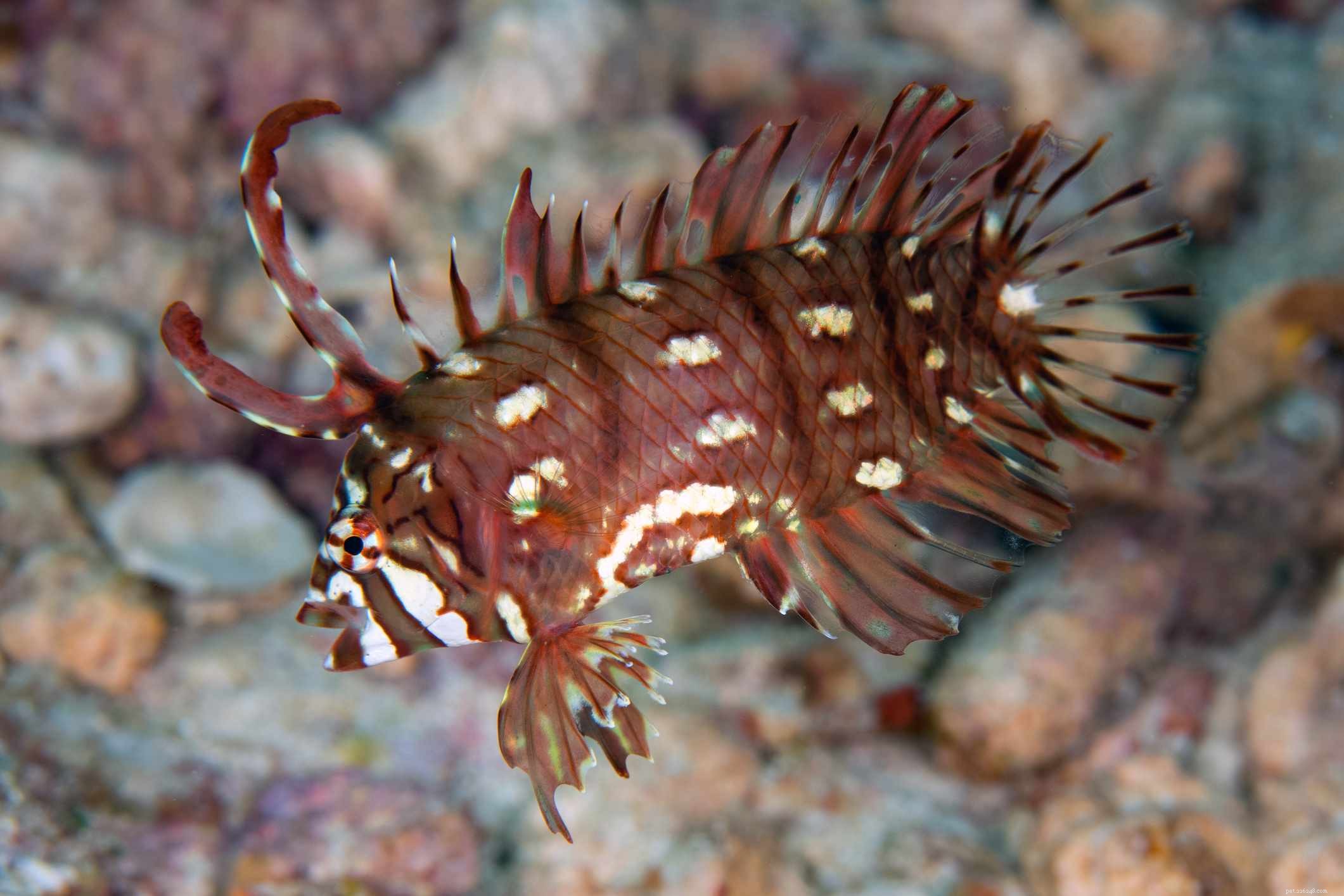 Captivating Wrasse Fish Photography & Care Guide