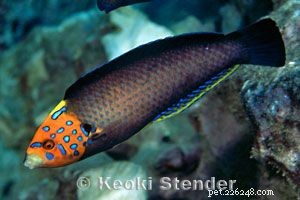Captivating Wrasse Fish Photography & Care Guide