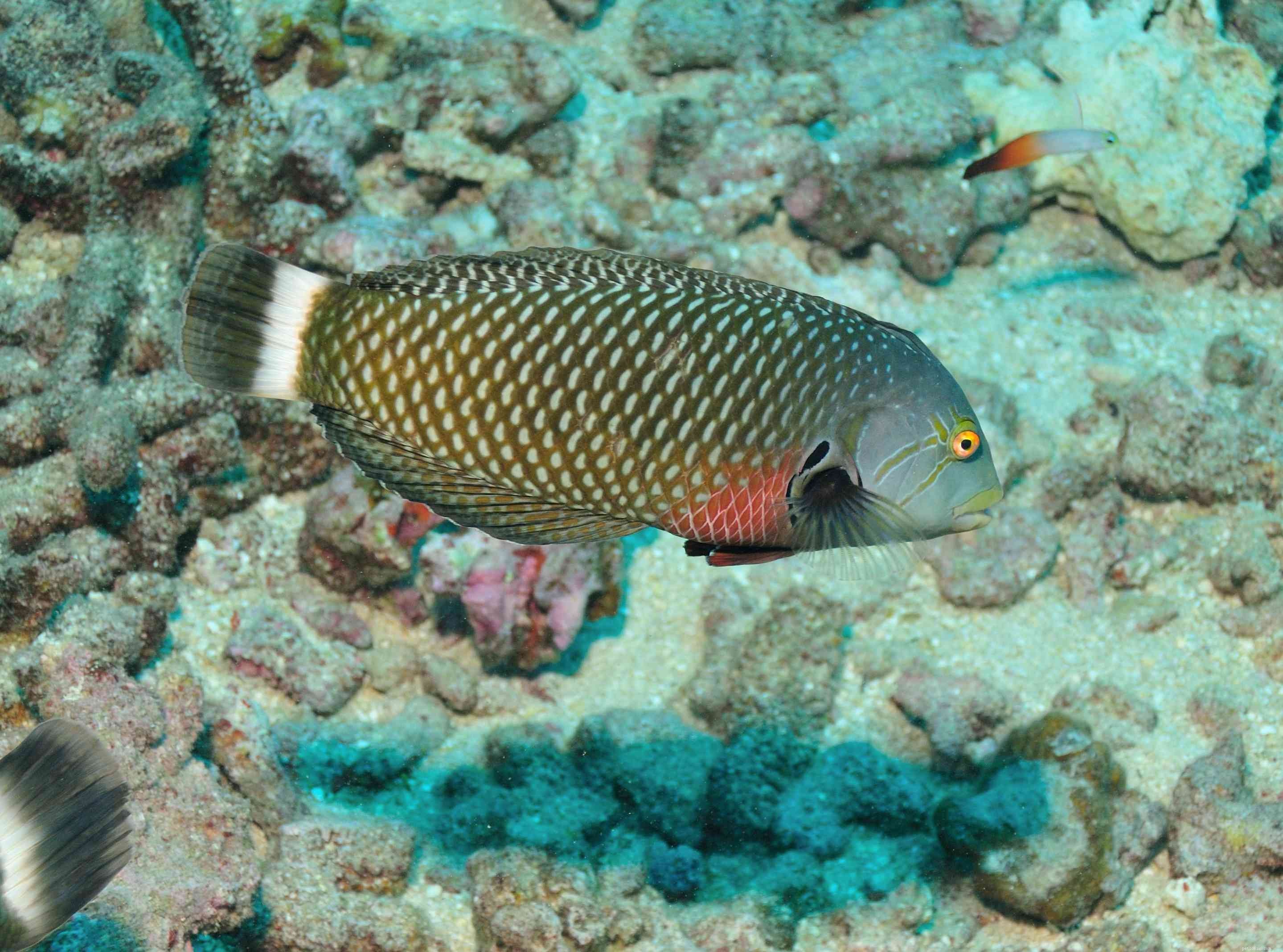 Captivating Wrasse Fish Photography & Care Guide