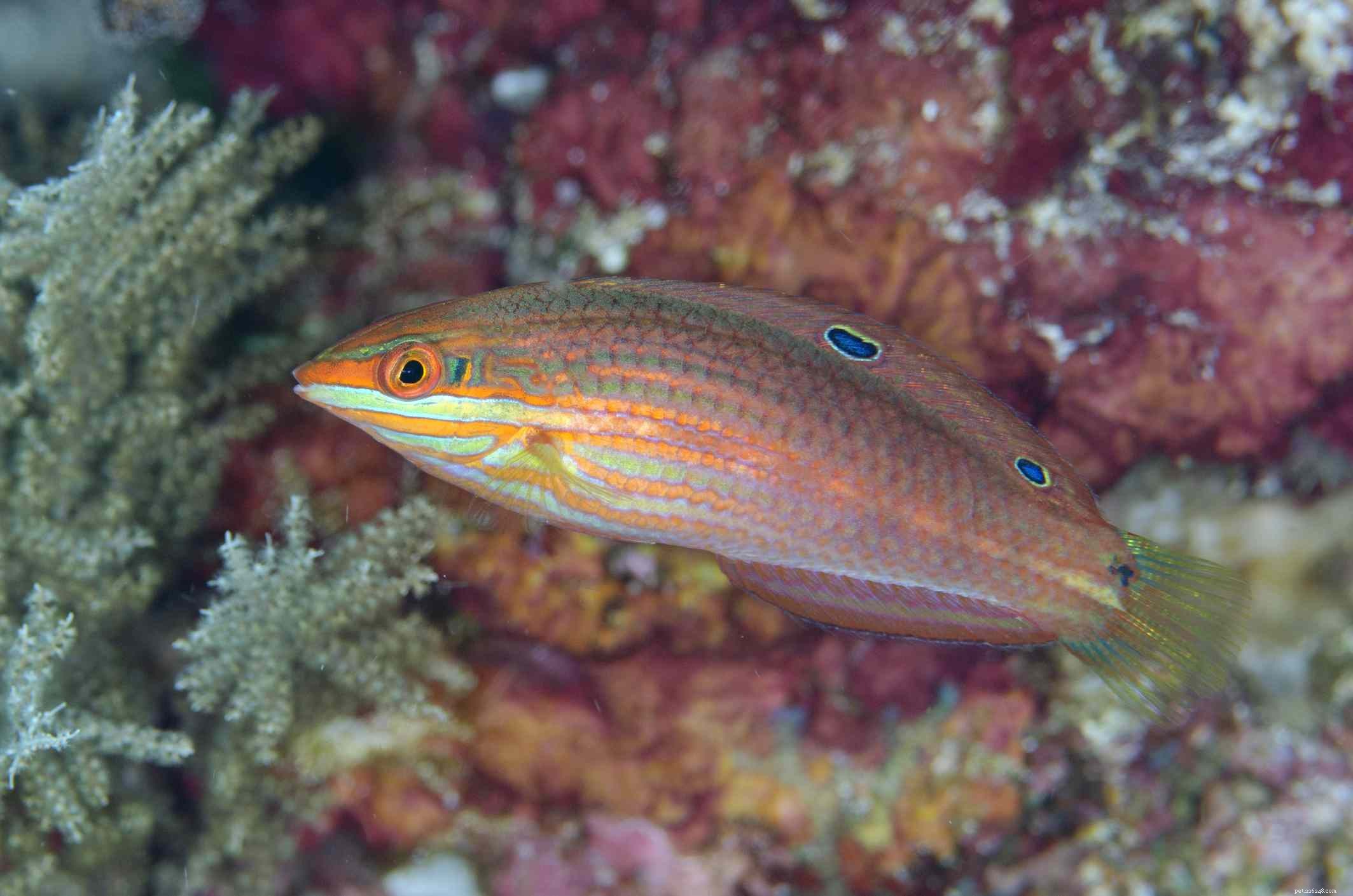 Captivating Wrasse Fish Photography & Care Guide