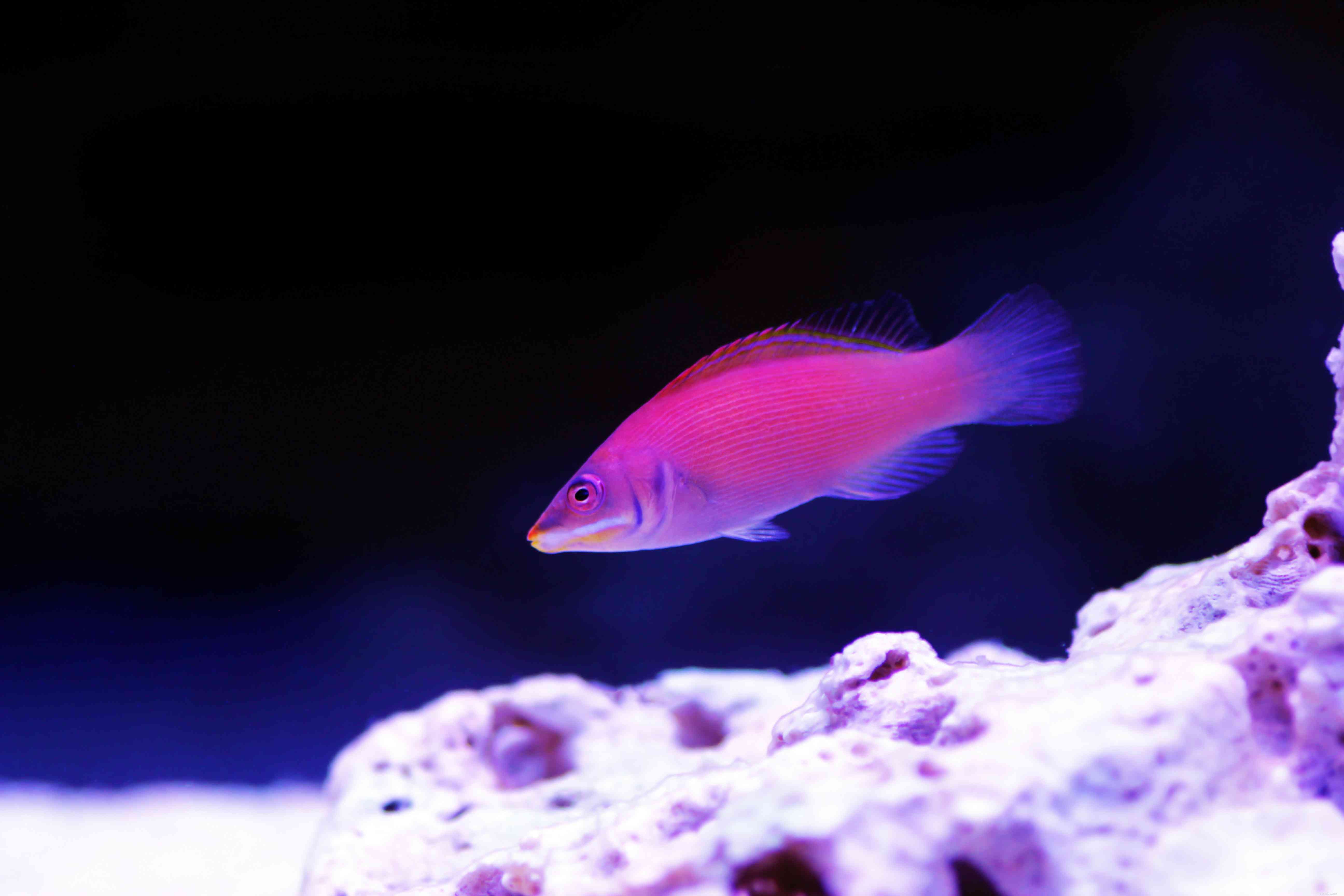 Captivating Wrasse Fish Photography & Care Guide
