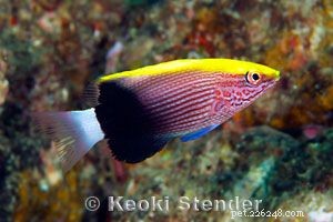 Captivating Wrasse Fish Photography & Care Guide