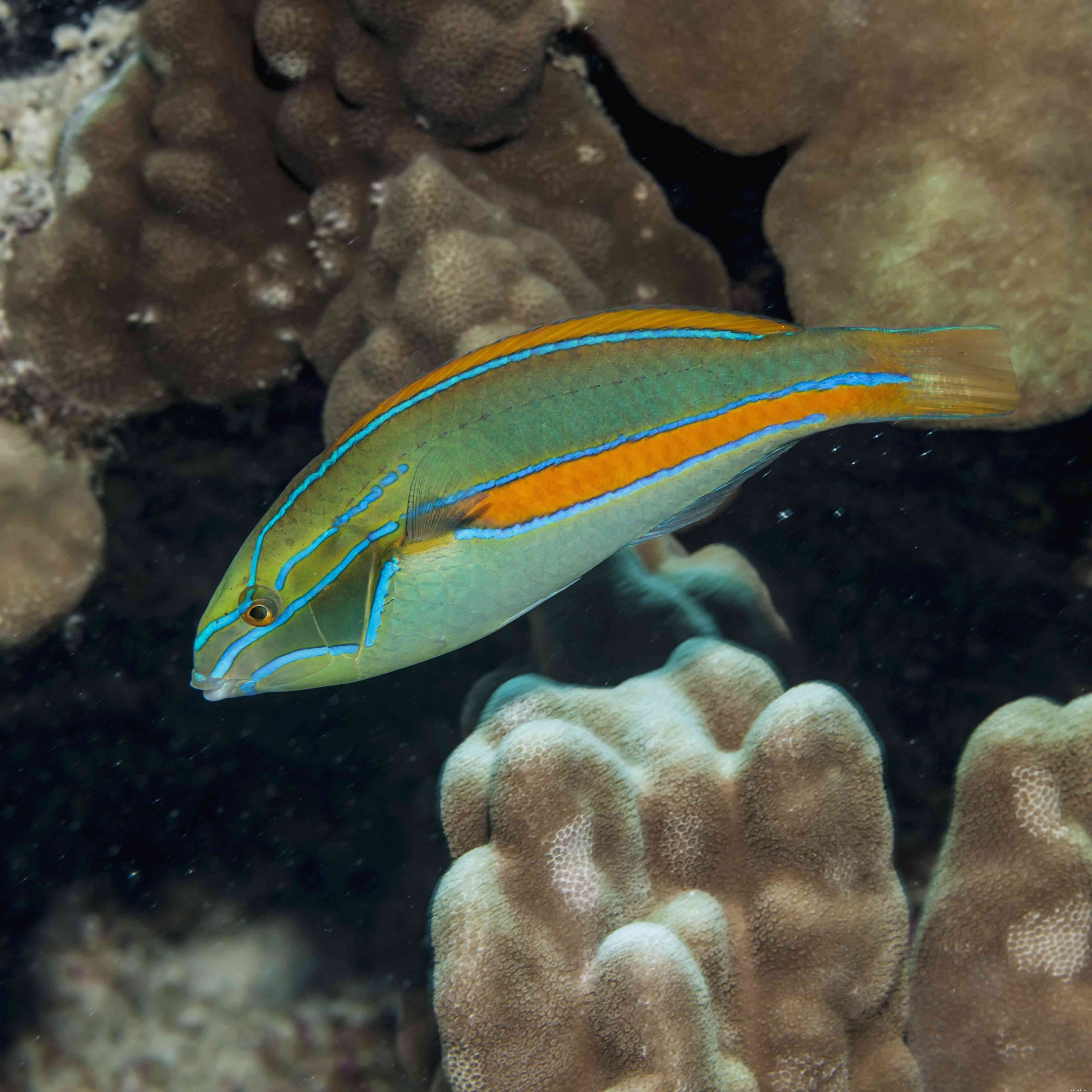 Captivating Wrasse Fish Photography & Care Guide