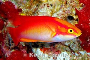 Captivating Wrasse Fish Photography & Care Guide