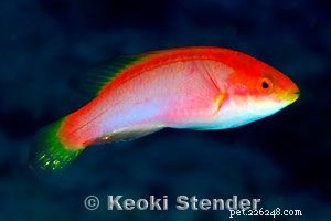 Captivating Wrasse Fish Photography & Care Guide