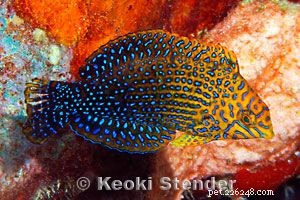 Captivating Wrasse Fish Photography & Care Guide