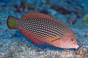 Captivating Wrasse Fish Photography & Care Guide