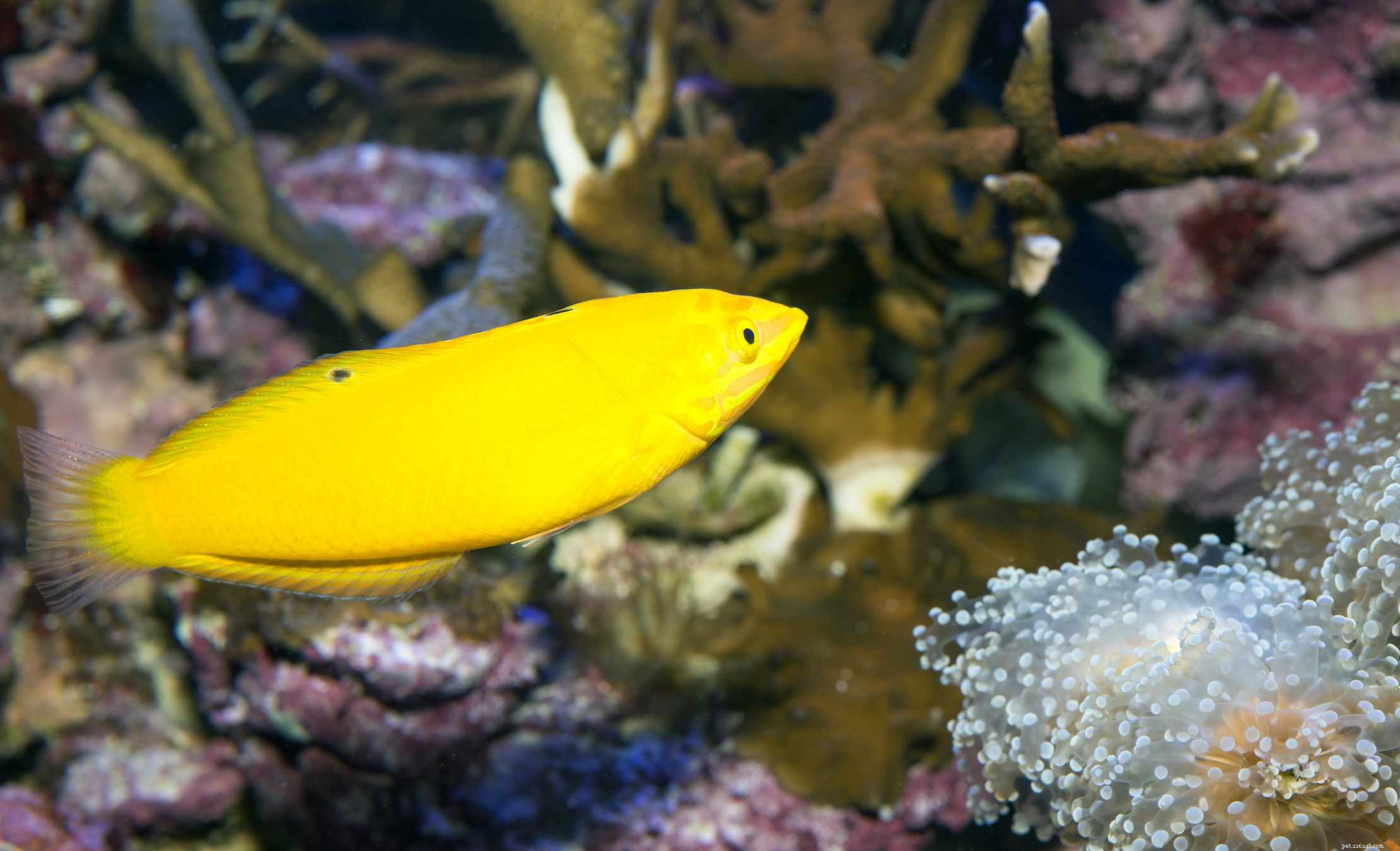 Captivating Wrasse Fish Photography & Care Guide