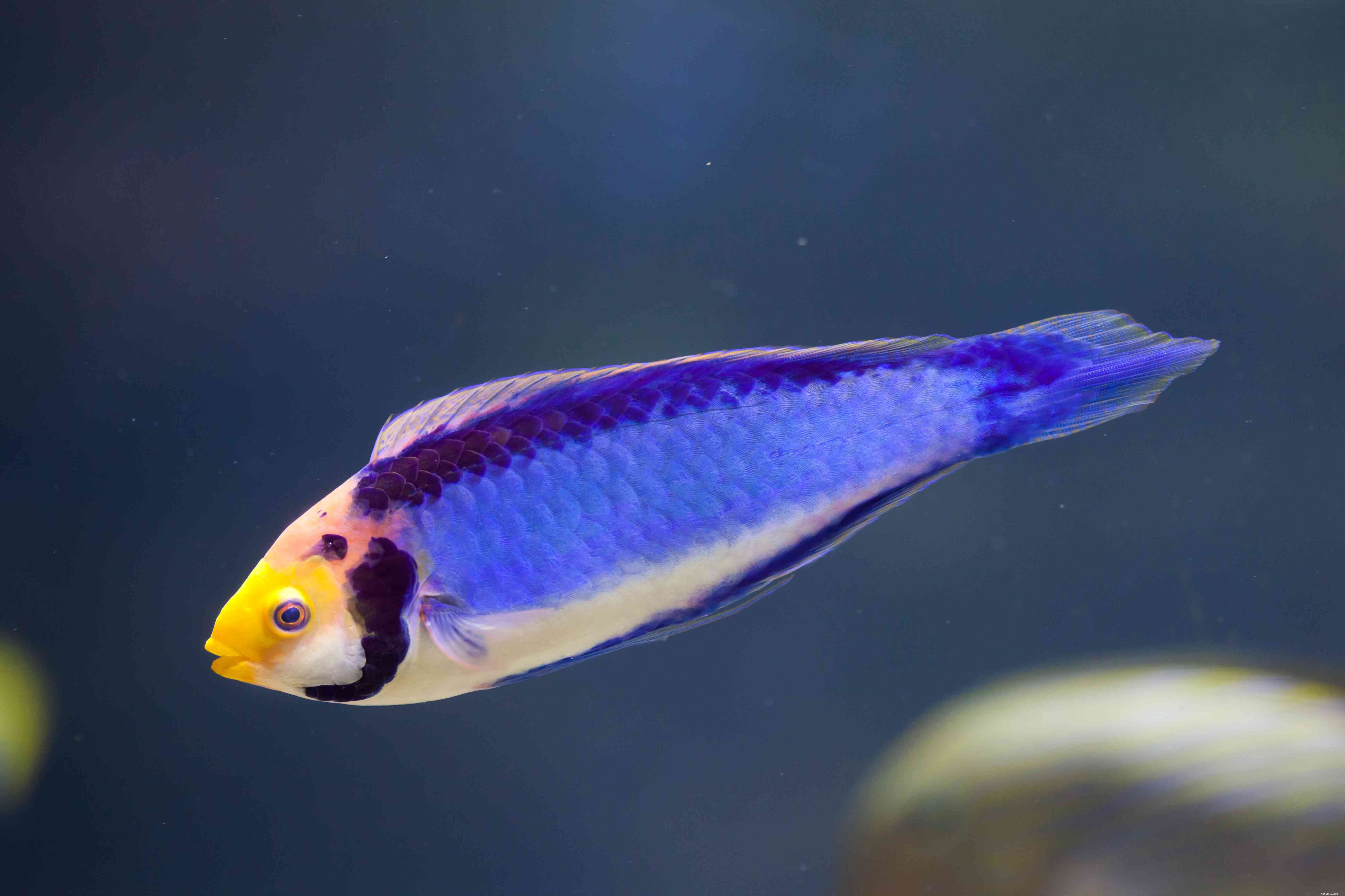 Captivating Wrasse Fish Photography & Care Guide