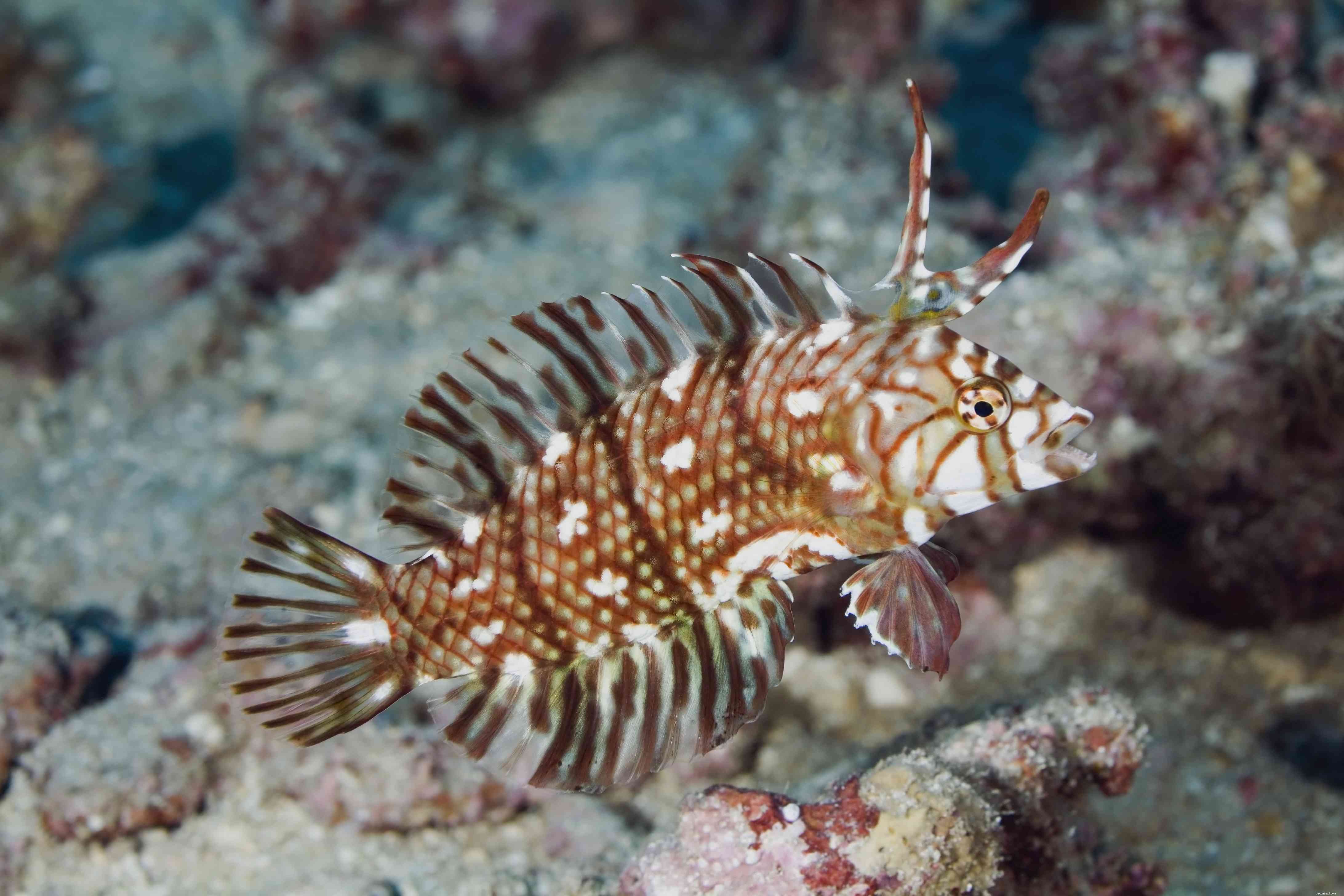 Captivating Wrasse Fish Photography & Care Guide
