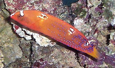 Captivating Wrasse Fish Photography & Care Guide