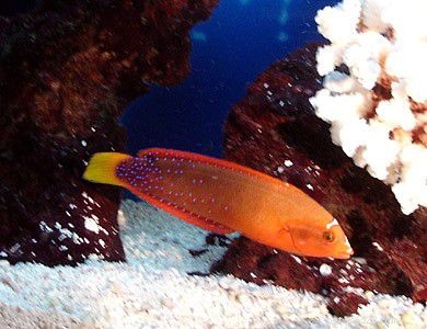 Captivating Wrasse Fish Photography & Care Guide