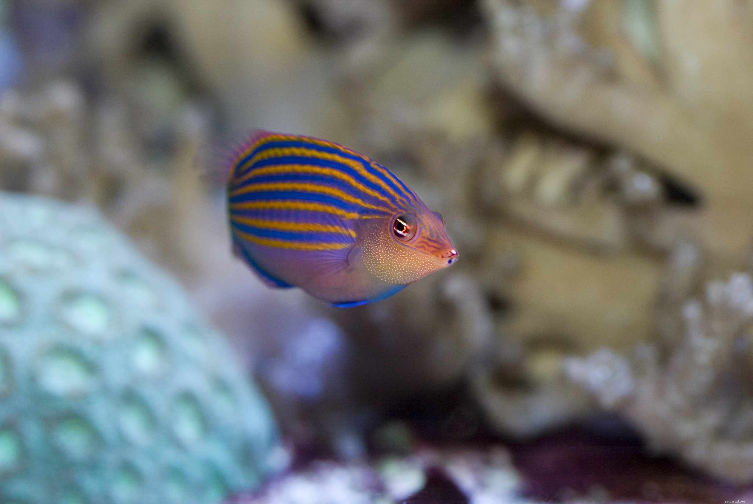 Captivating Wrasse Fish Photography & Care Guide