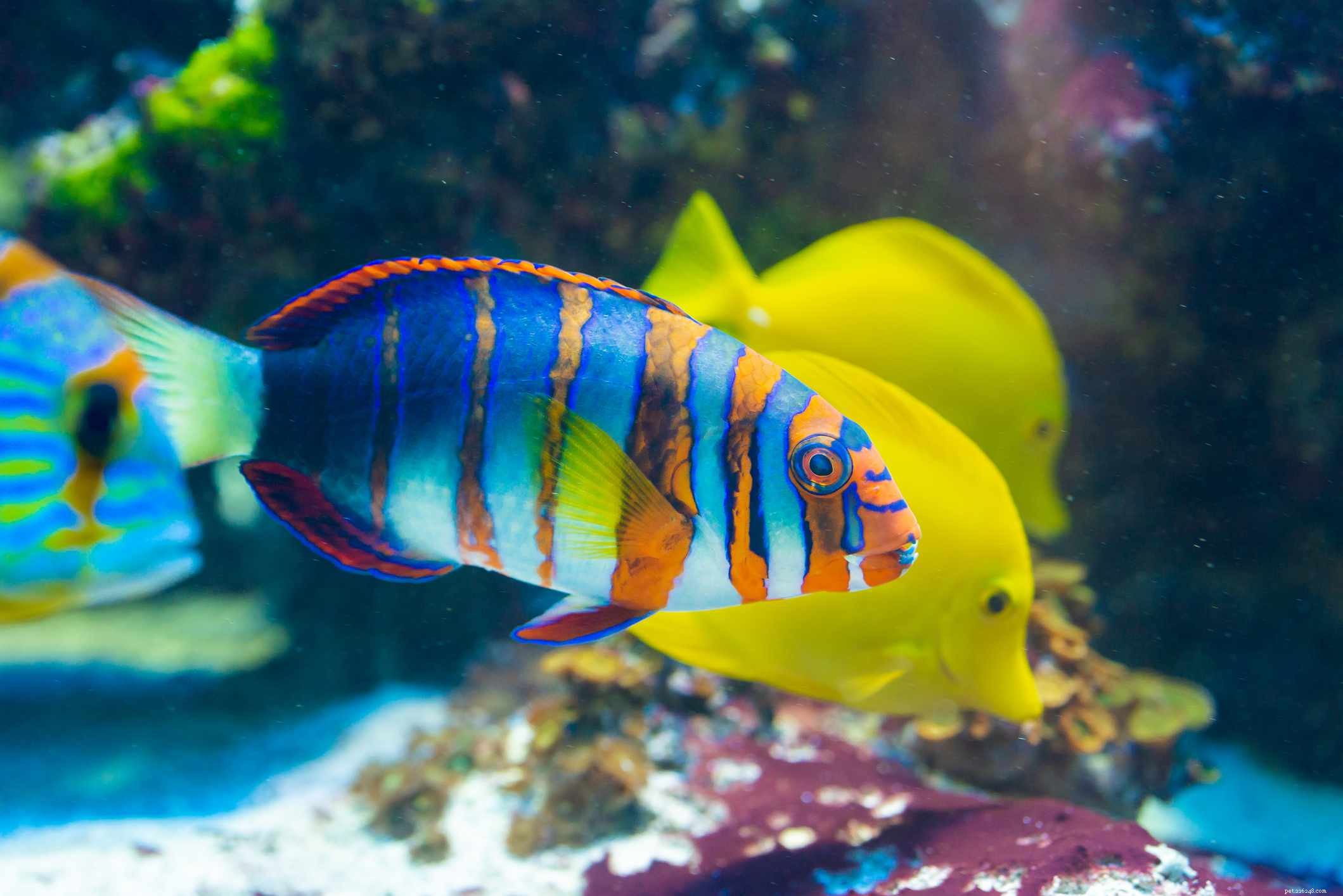Captivating Wrasse Fish Photography & Care Guide
