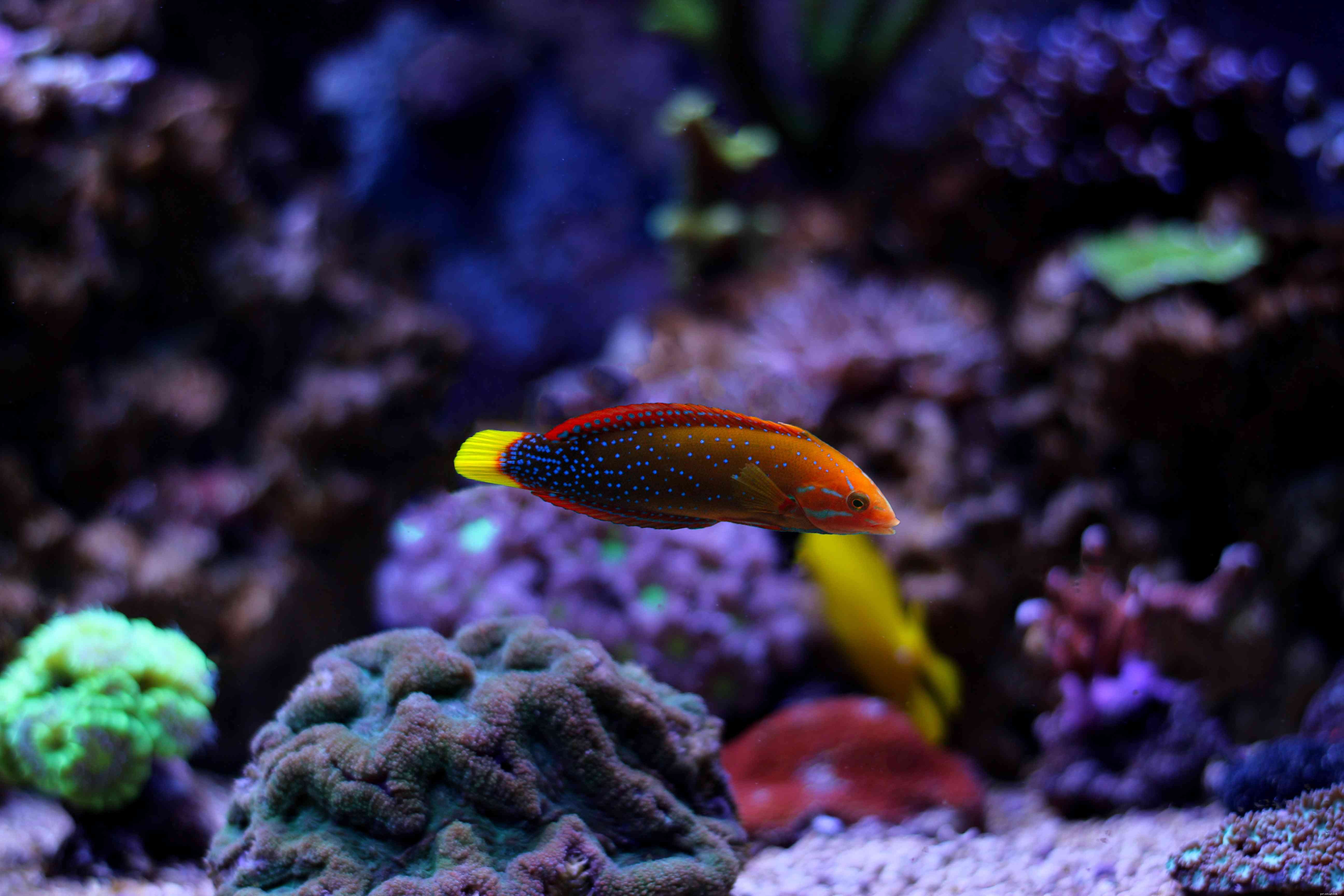 Captivating Wrasse Fish Photography & Care Guide