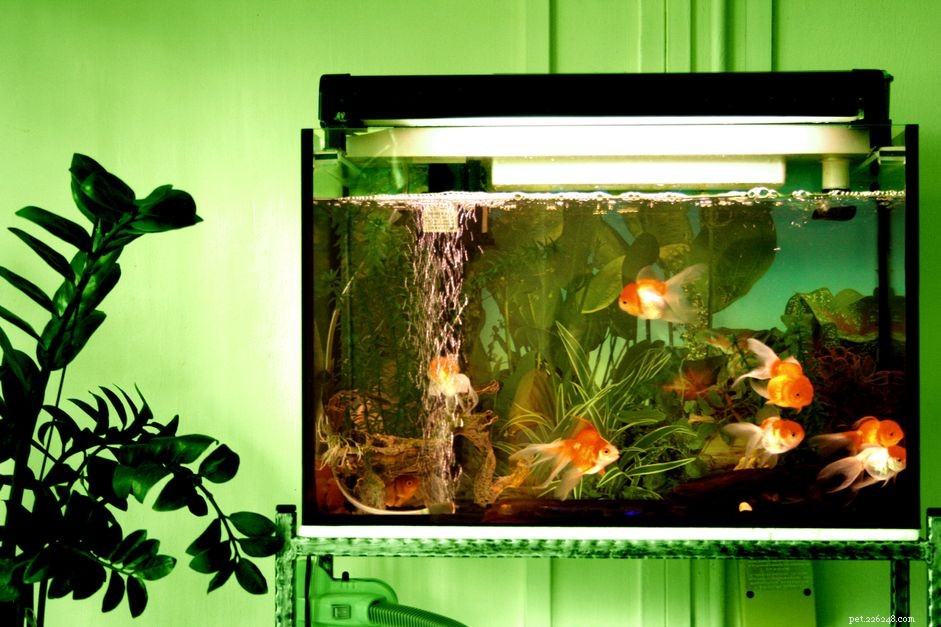 How to Grow Brine Shrimp for Nutritious Fish Feed