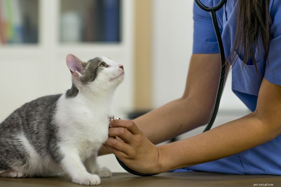 Fear Free Certification Explained: Reducing Pet Stress & Enhancing Vet Care