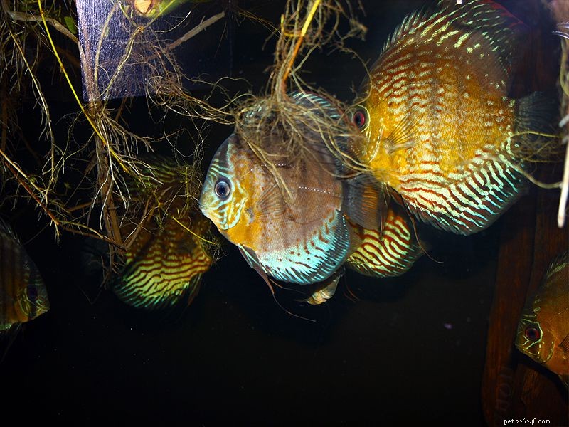 Mastering Discus Fish Breeding: Expert Guide to Selecting and Pairing Mates