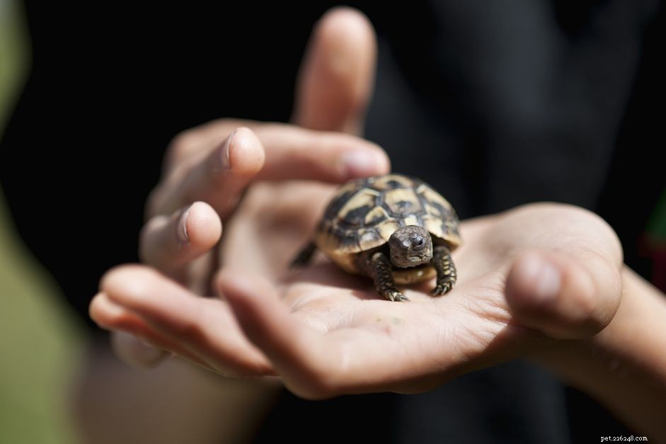 Hermann s Tortoise Species Guide: Care, Habitat, and Health