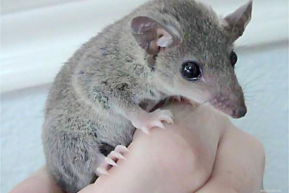 Short‑Tailed Opossum: Comprehensive Care Guide for Beginner Exotic Pet Owners