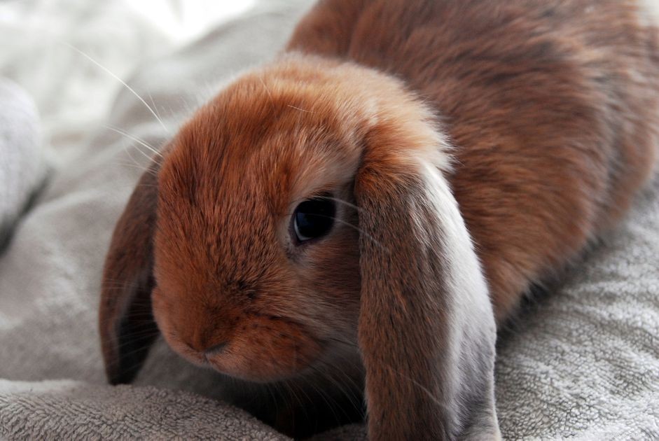 Rabbits & Seizures: What Owners Need to Know