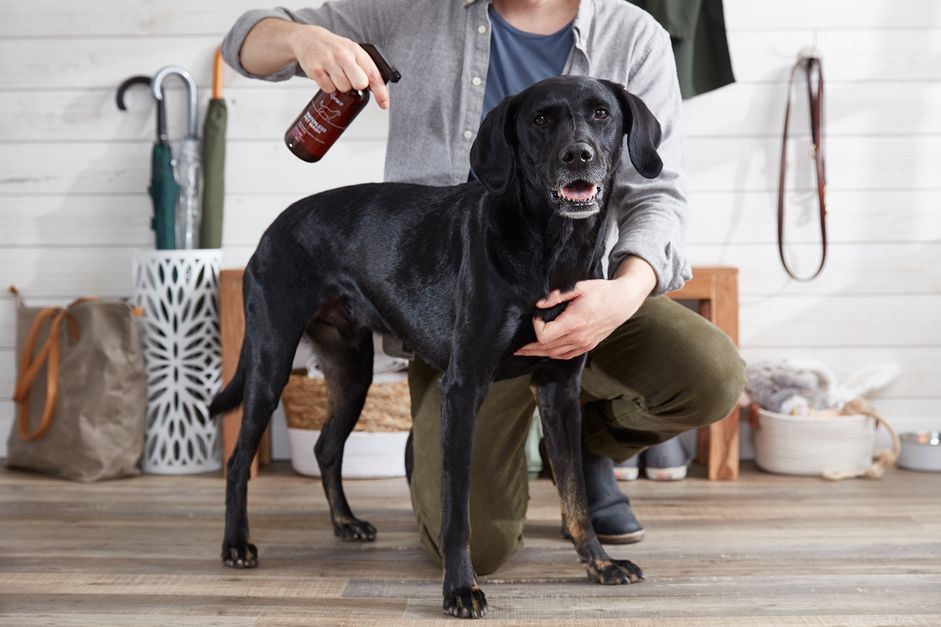 Discover The Spruce Pet Care Collection – Expert Care for Your Furry Family