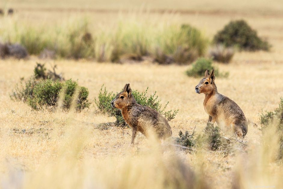 Patagonian Cavy (Mara) – Comprehensive Species Profile for Exotic Pet Owners